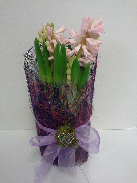 Perfumed Hyacinth